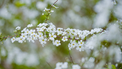 Spiraea thunbergii