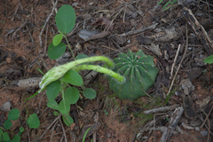 Echinopsis ancistrophora