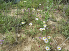 Nama hispida spathulata