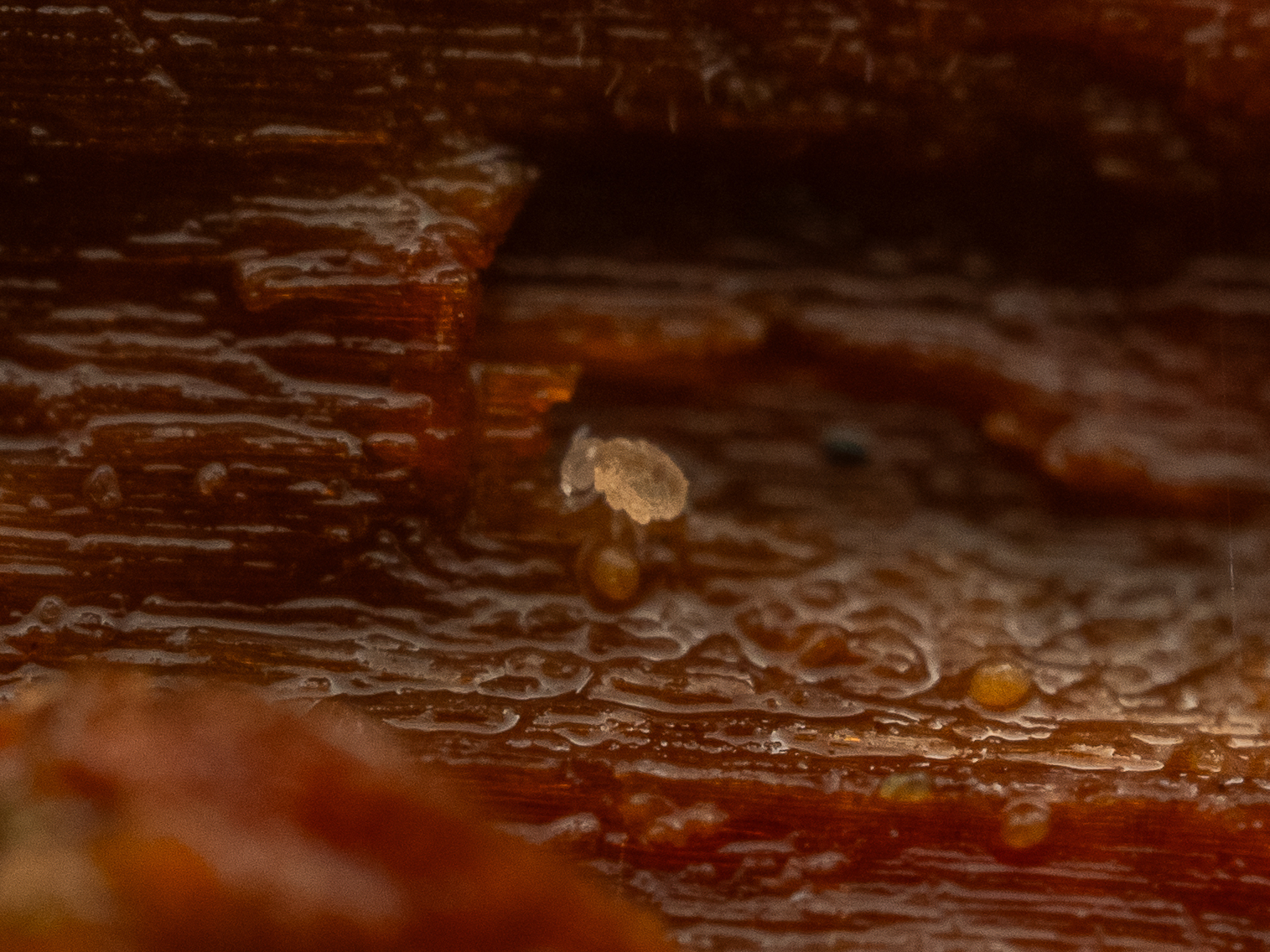 Megalothorax minimus V.Willem, 1900