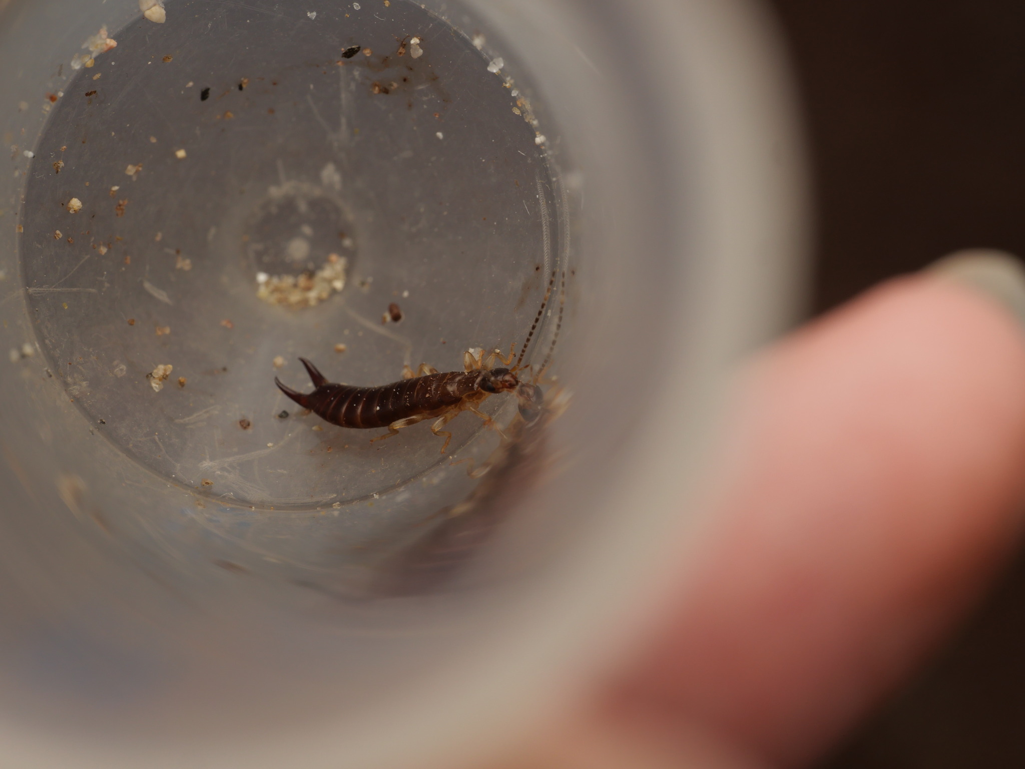 Euborellia annulipes