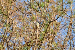 Prinia gracilis