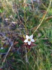 Gentianella corymbifera gracilis