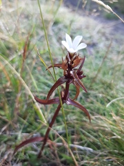 Gentianella corymbifera gracilis