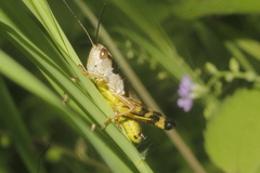 Boopedon flaviventris