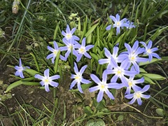 Scilla luciliae