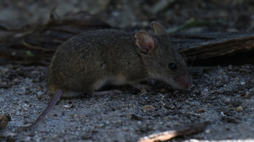 Algerian Mouse, Ávila, España, photo 7 of 10