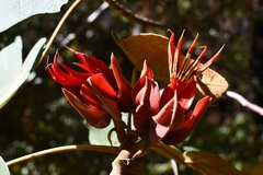 Chiranthodendron pentadactylon