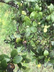 Gardenia jasminoides