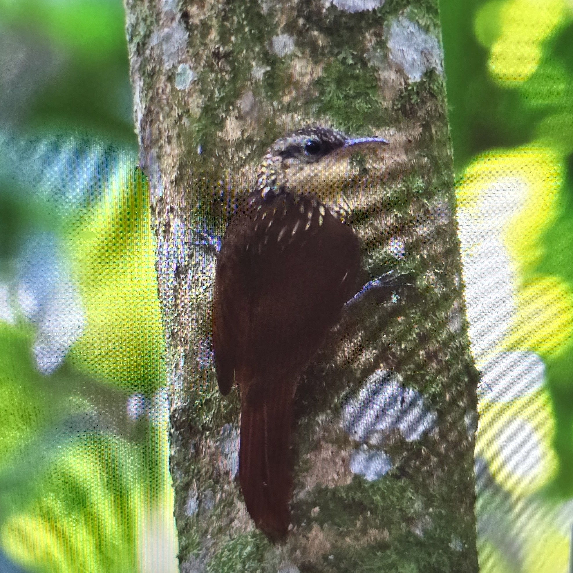 Lesser Woodcreeper (Xiphorhynchus fuscus), photo 5