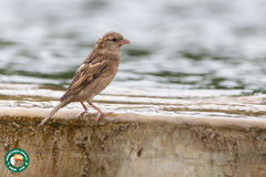 Passer domesticus