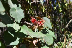 Chiranthodendron pentadactylon