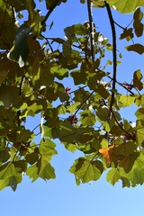 Chiranthodendron pentadactylon
