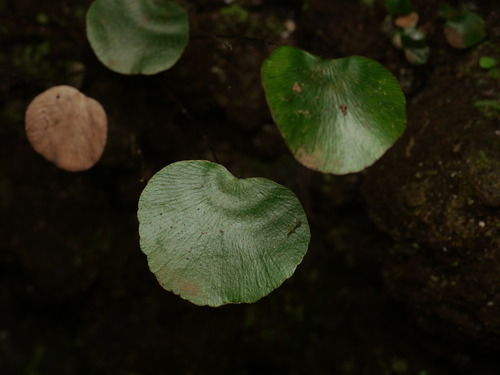 Adiantum reniforme, photograph 5