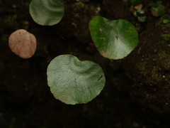 Adiantum reniforme, photograph (c) Borja Fierro, some rights reserved (CC BY)