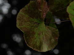 Adiantum reniforme, photograph (c) Borja Fierro, some rights reserved (CC BY)
