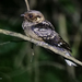 Black-shouldered Nightjar - Photo (c) Nik Borrow, some rights reserved (CC BY-NC), uploaded by Nik Borrow