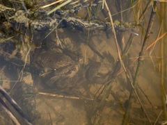 Rana pretiosa