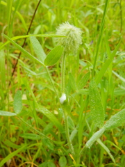 Trifolium eriocephalum eriocephalum