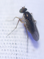 Dolichopodinae