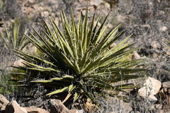 Yucca faxoniana