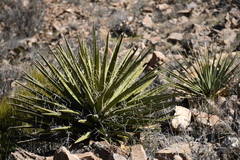 Yucca faxoniana