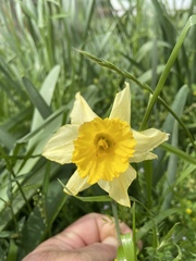 Narcissus