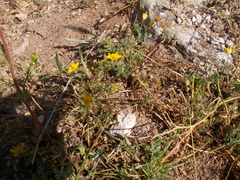 Hypecoum procumbens