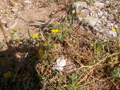 Hypecoum procumbens
