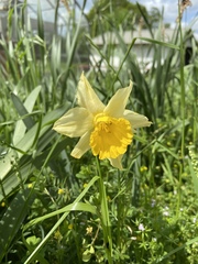 Narcissus