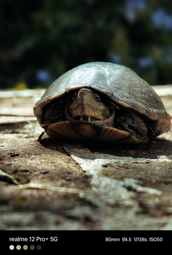 Mexican Mud Turtle, 54260 Méx., México, photo 7 of 10
