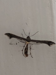 Michaelophorus indentatus