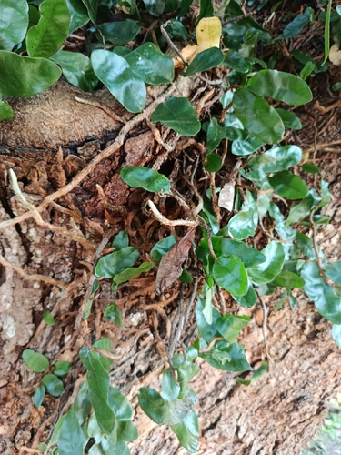 Microgramma lycopodioides, photograph 4