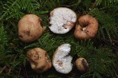 Balsamia oregonensis