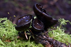 Pseudoplectania melaena