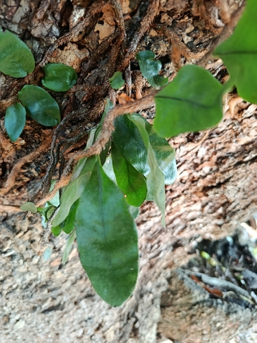 Microgramma lycopodioides, photograph 5