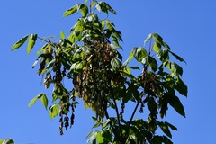 Acer negundo mexicanum
