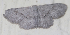 Image of Idaea violacearia