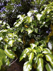 Aleurites moluccanus