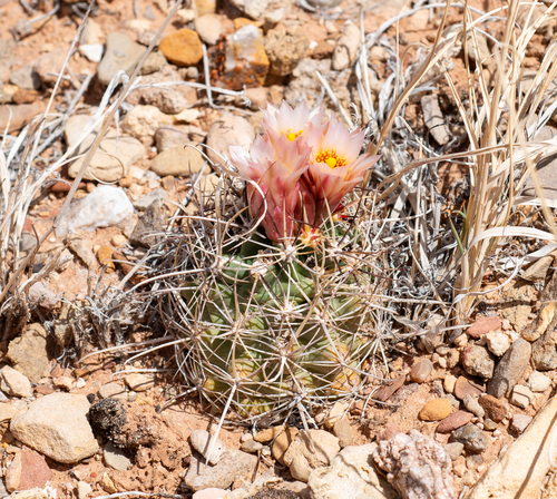 Sclerocactus wrightiae