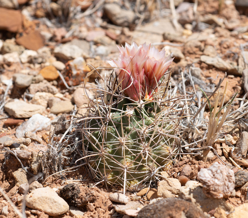 Sclerocactus wrightiae