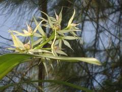Prosthechea chondylobulbon