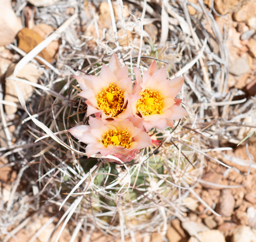 Sclerocactus wrightiae