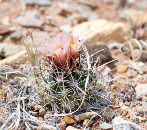 Sclerocactus wrightiae