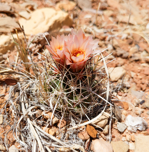 Sclerocactus wrightiae
