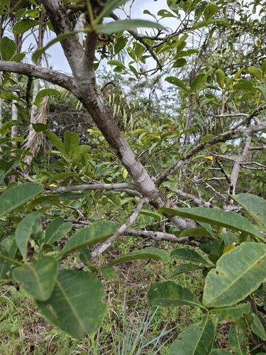 Eriotheca globosa, 2026-04-24