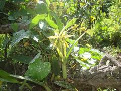 Epidendrum ciliare