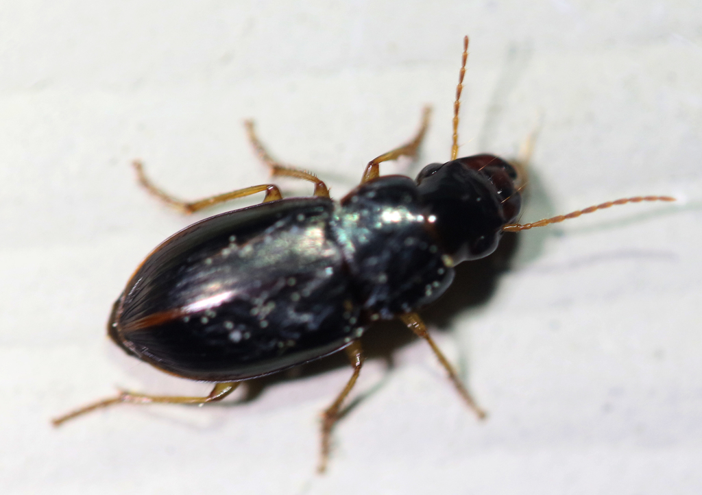 Notiobia cephala