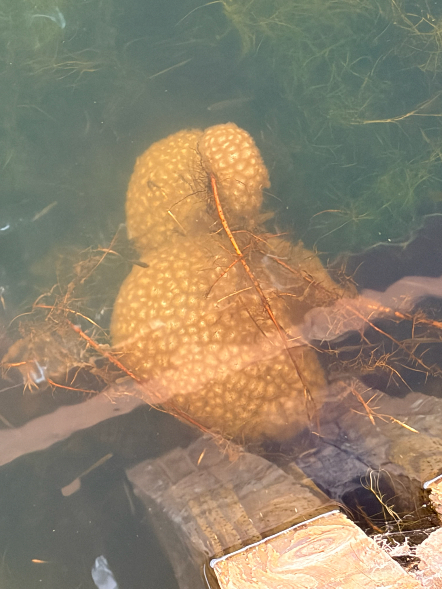 Pectinatella magnifica (Leidy, 1851)