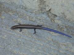 Plestiodon parvulus